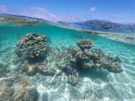 A Guide to Snorkeling Magic Reef in Rarotonga